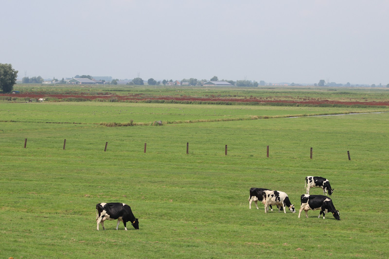 cows eating grasses