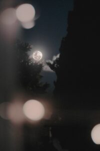 silhouette of trees during night time